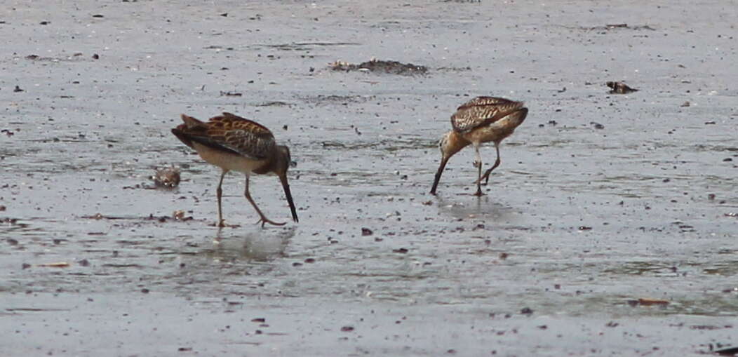 Image of Short-billed Dowitcher