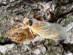 Image of Cicada