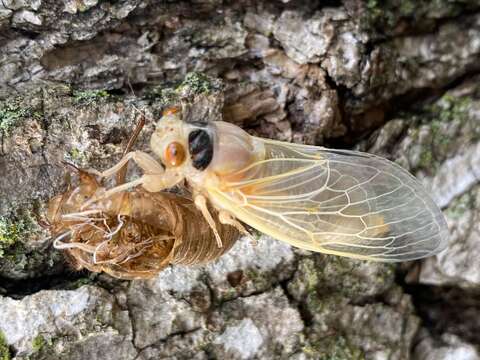 Image of Cicada