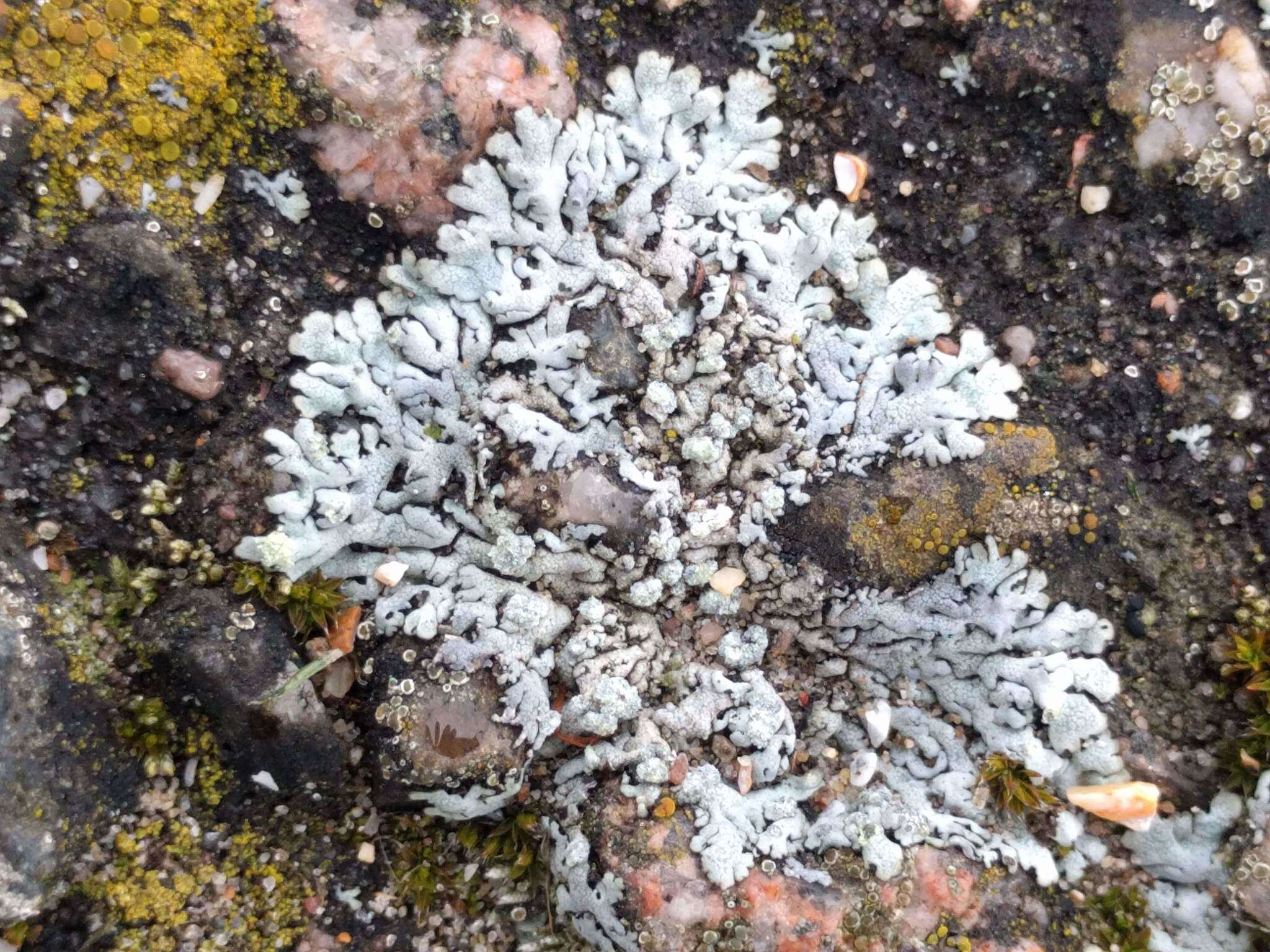 Image of Blue-gray rosette lichen