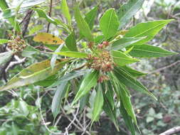 Слика од Dodonaea viscosa subsp. angustifolia (L. fil.) J. G. West