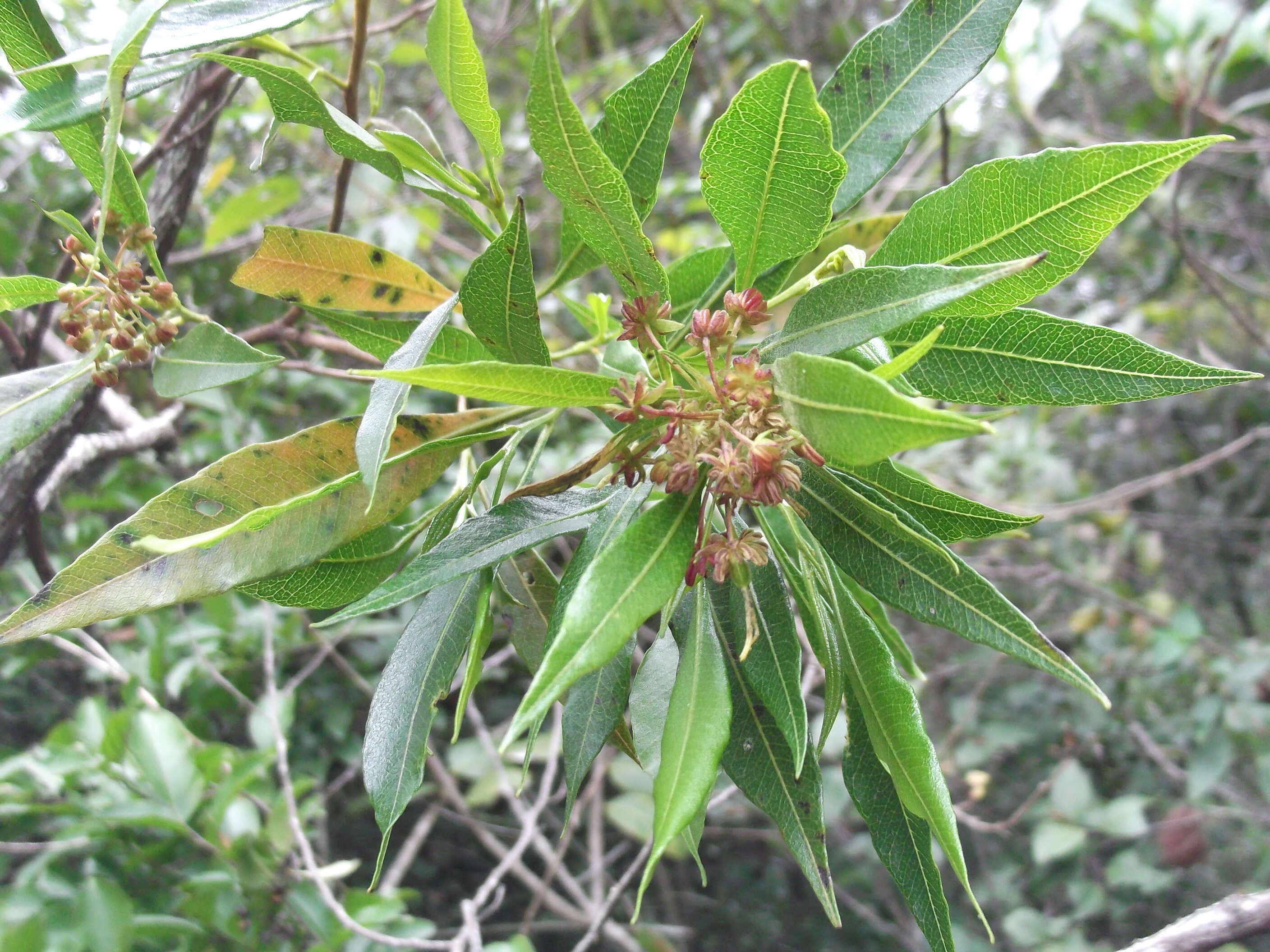 Image de Dodonaea viscosa subsp. angustifolia (L. fil.) J. G. West