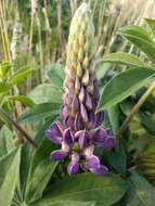 Plancia ëd Lupinus polyphyllus Lindl.