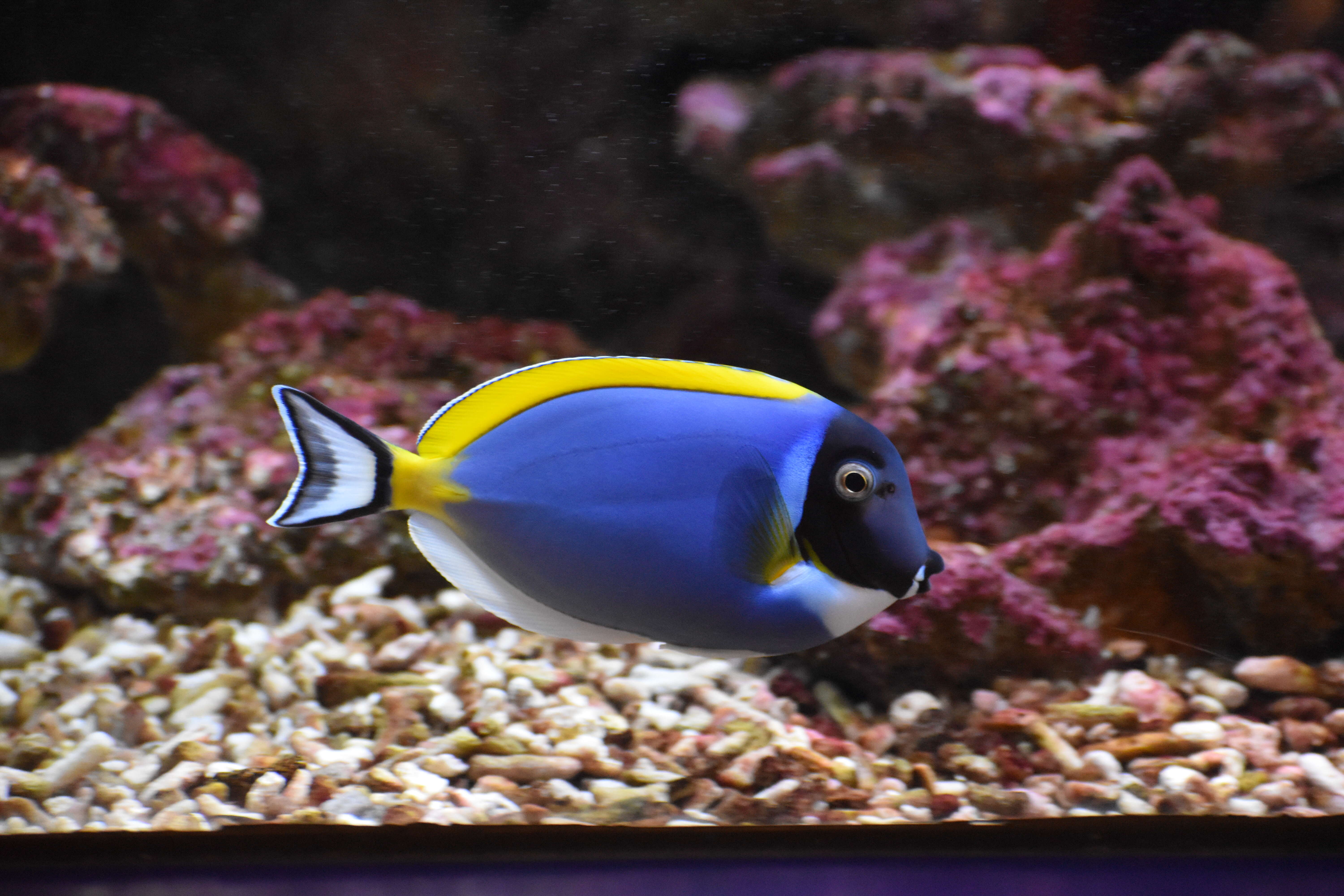 Image of Blue Surgeonfish