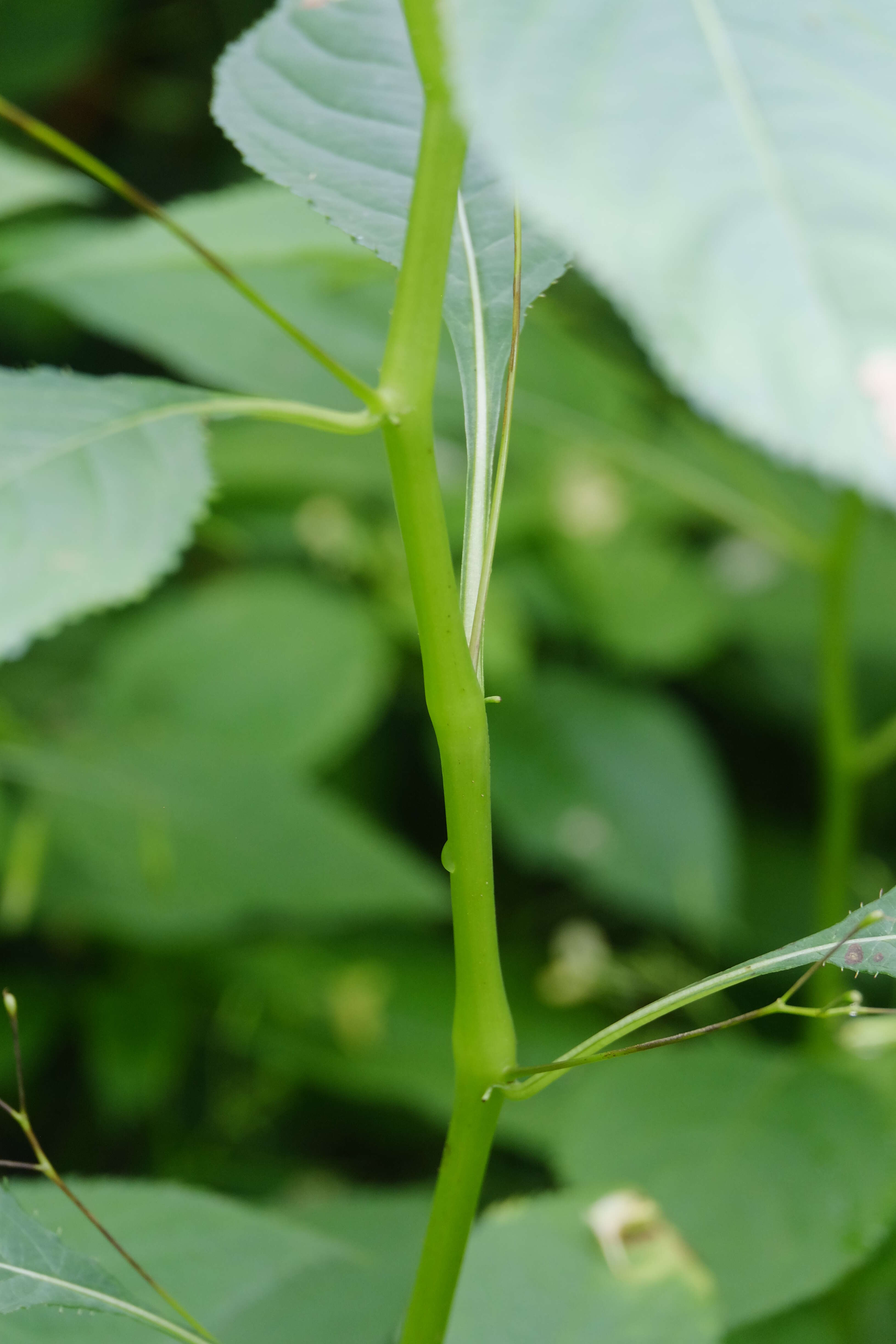 Image of small balsam