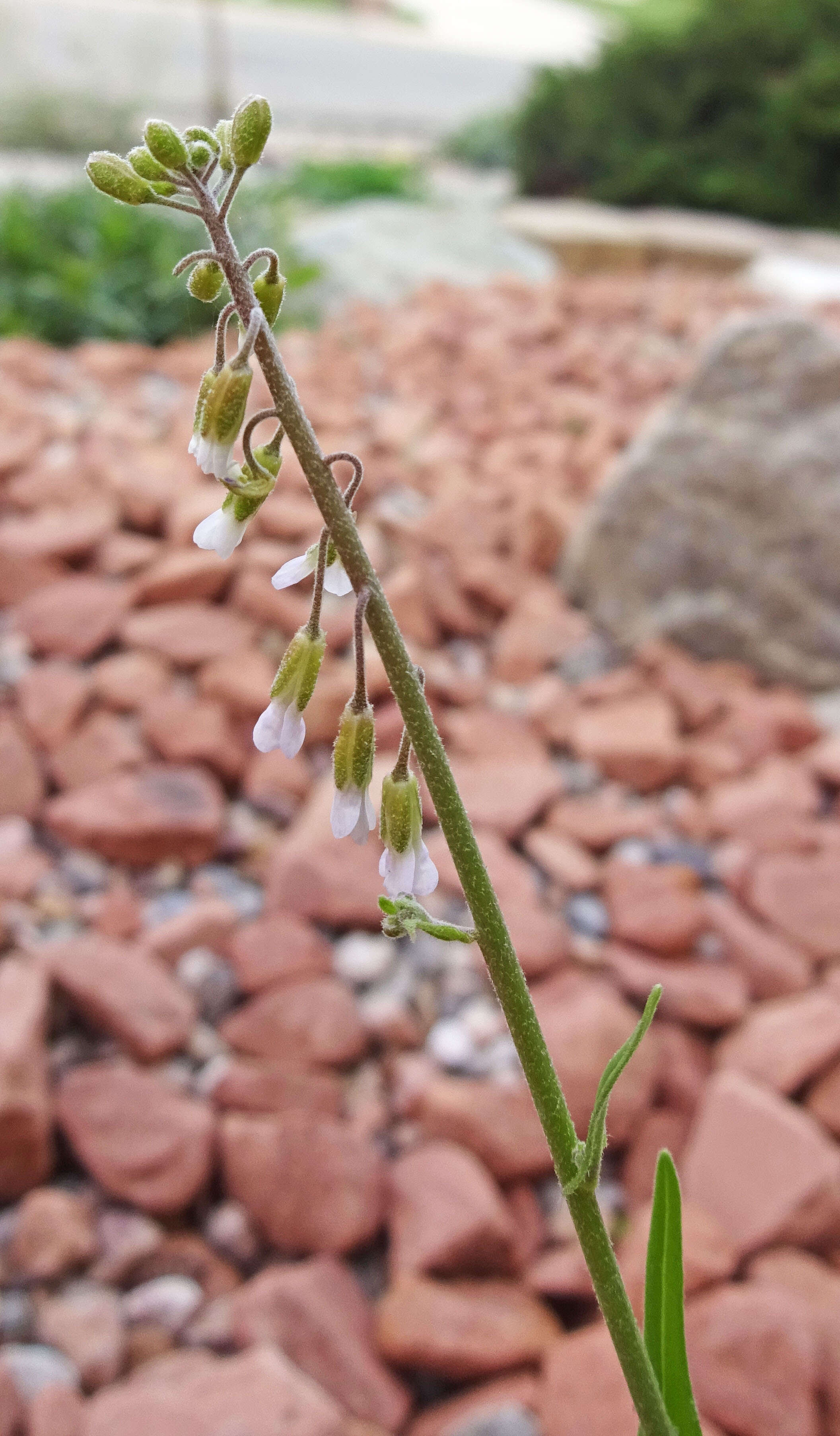 Image of Reflexed Rockcress