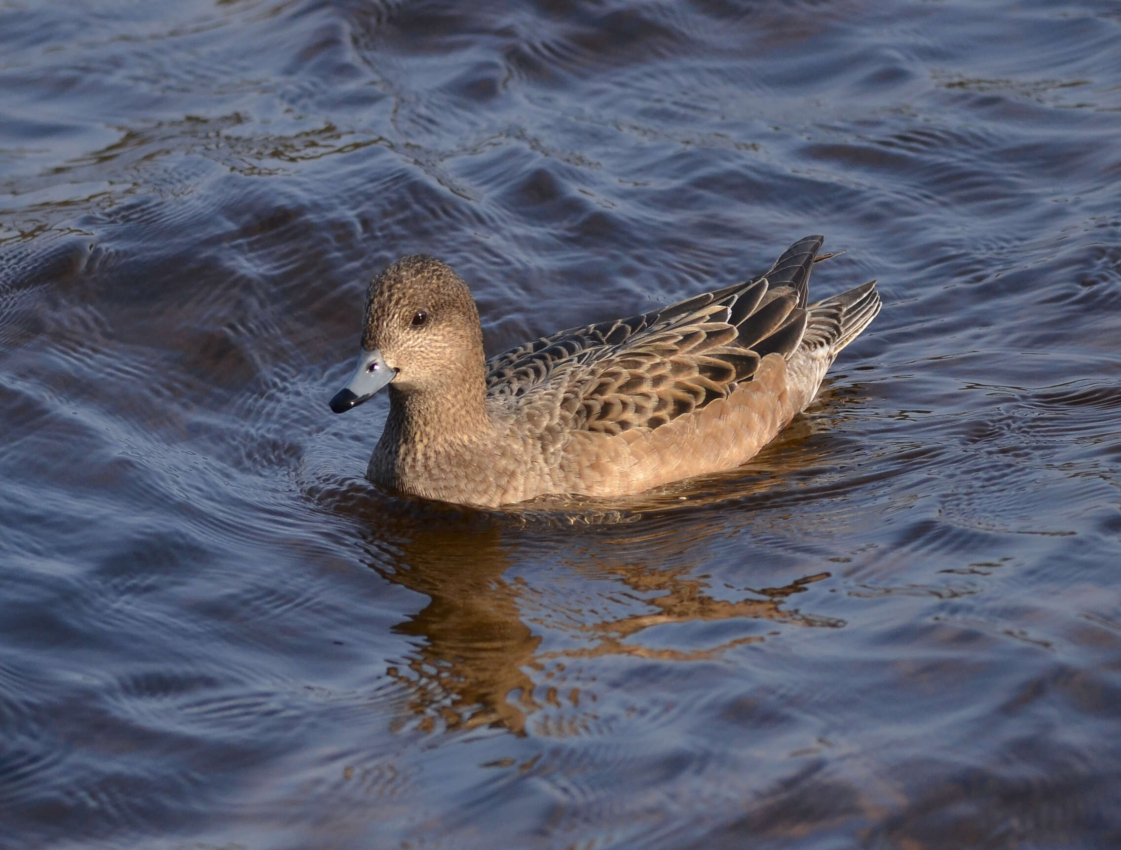 Image of Eurasian Wigeon