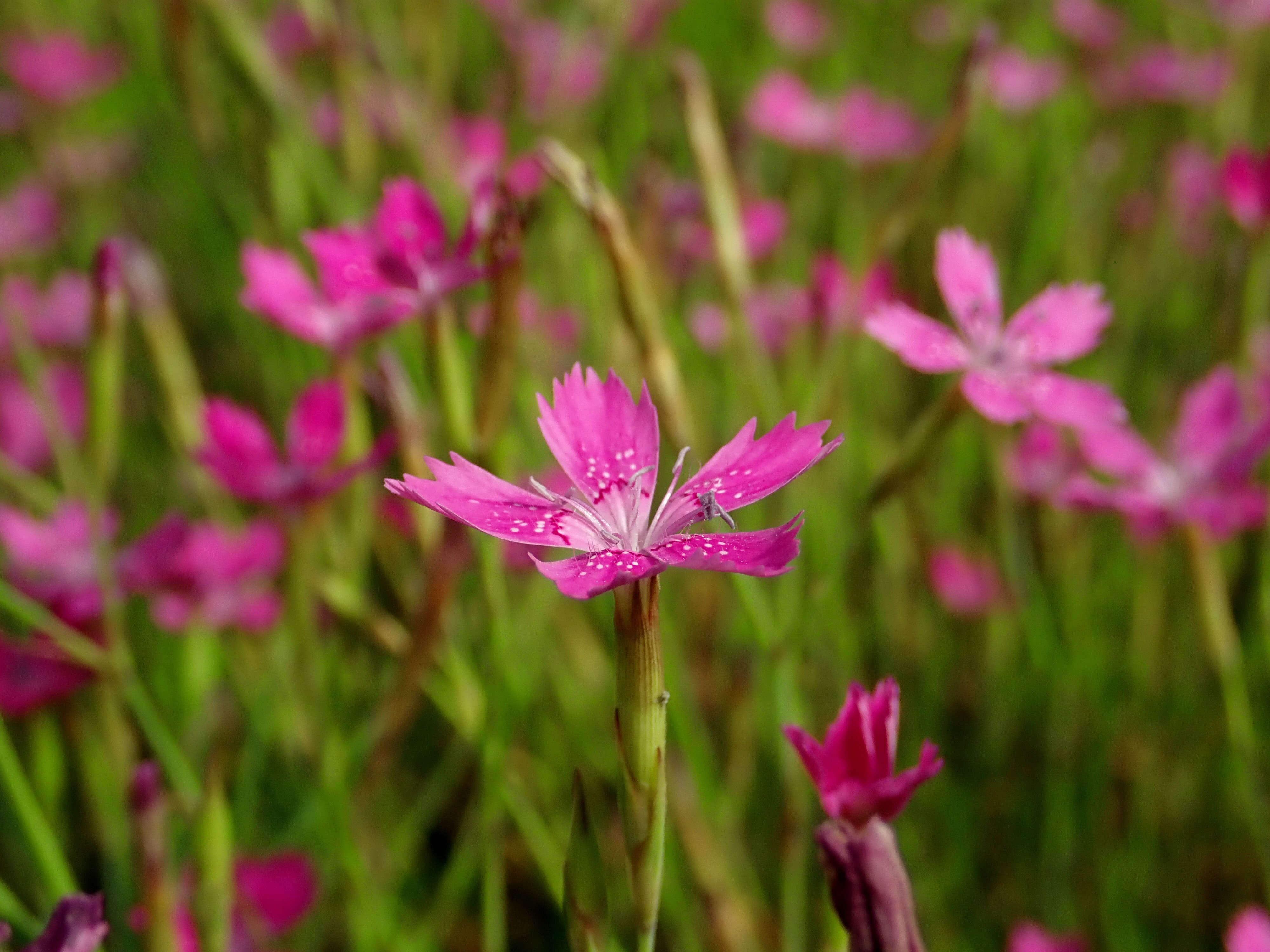 Слика од Dianthus deltoides L.