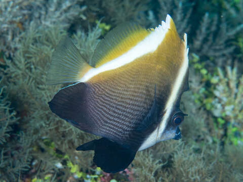 Image of Horned Bannerfish