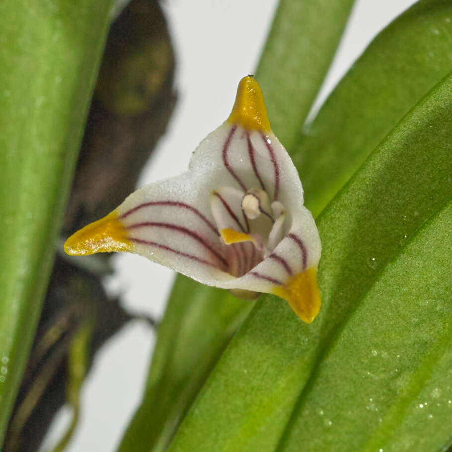 Plancia ëd Masdevallia striatella Rchb. fil.