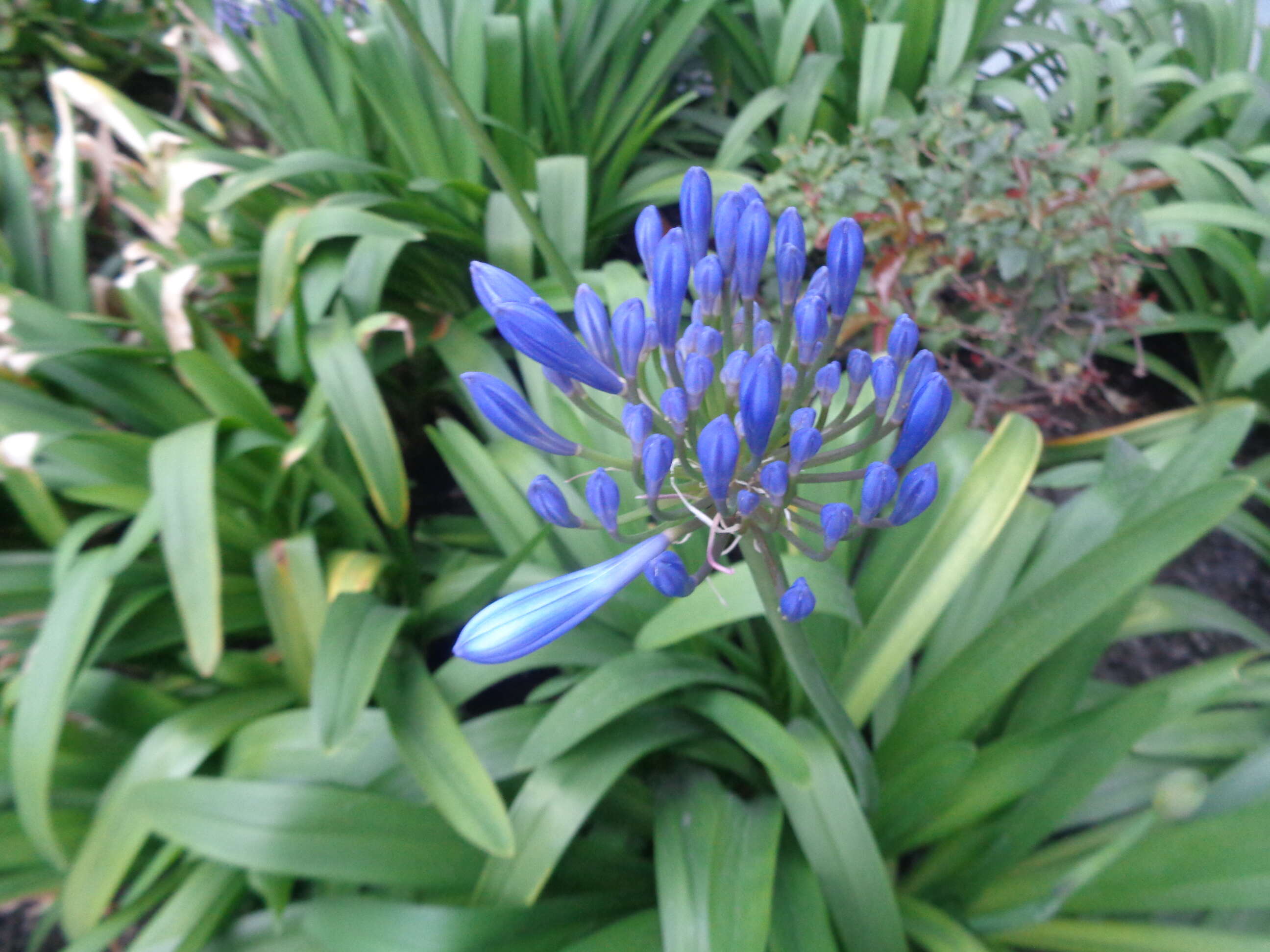 Imagem de Agapanthus praecox Willd.