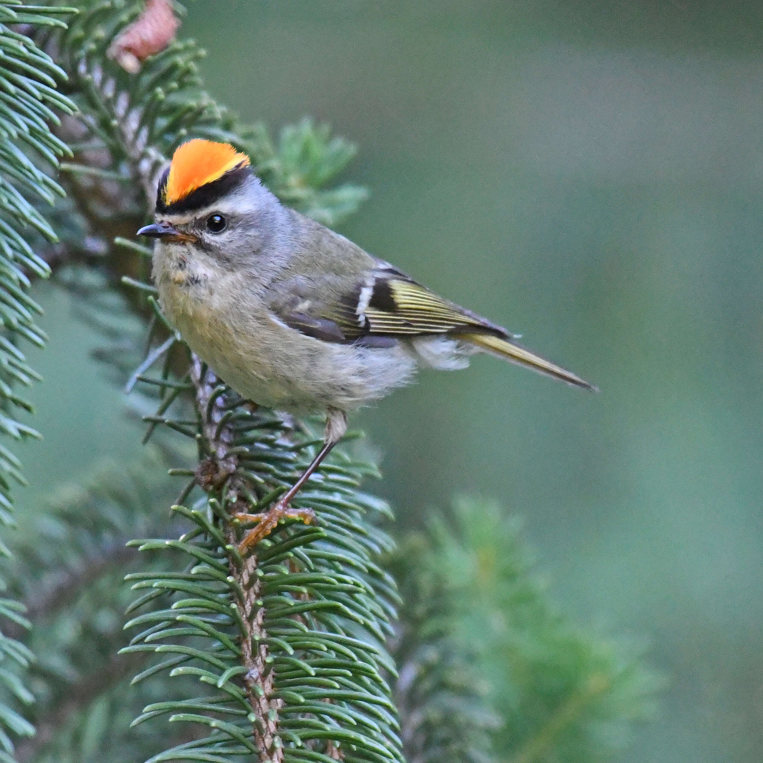 Image of Golden-crowned Kinglet