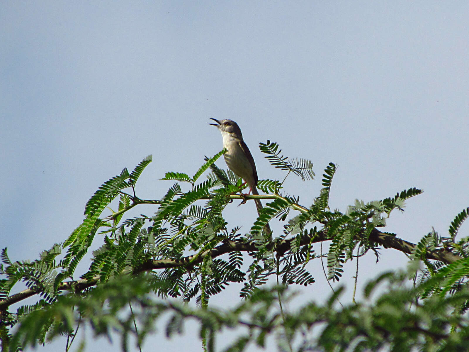 Image of Ashy Prinia