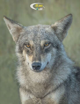 Imagem de Canis lupus pallipes Sykes 1831