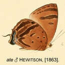 Image of Arhopala ate (Hewitson (1863))