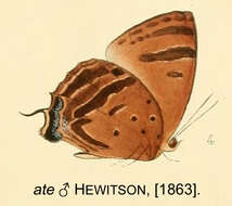 Plancia ëd Arhopala ate (Hewitson (1863))