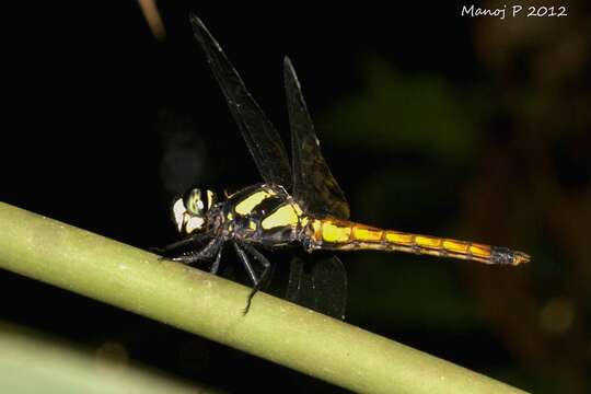 Image of Lyriothemis tricolor Ris 1916