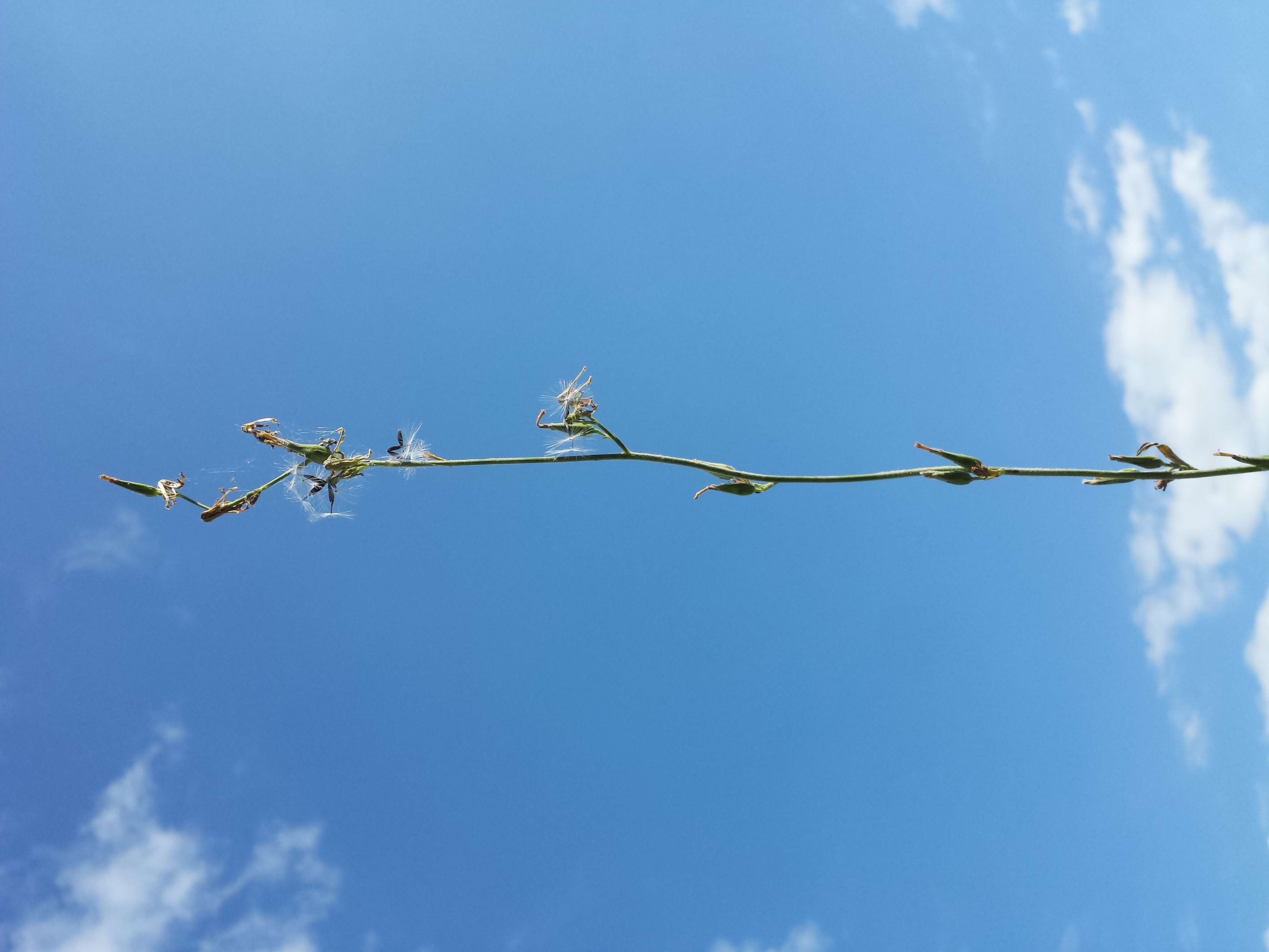 Image of Lactuca quercina L.