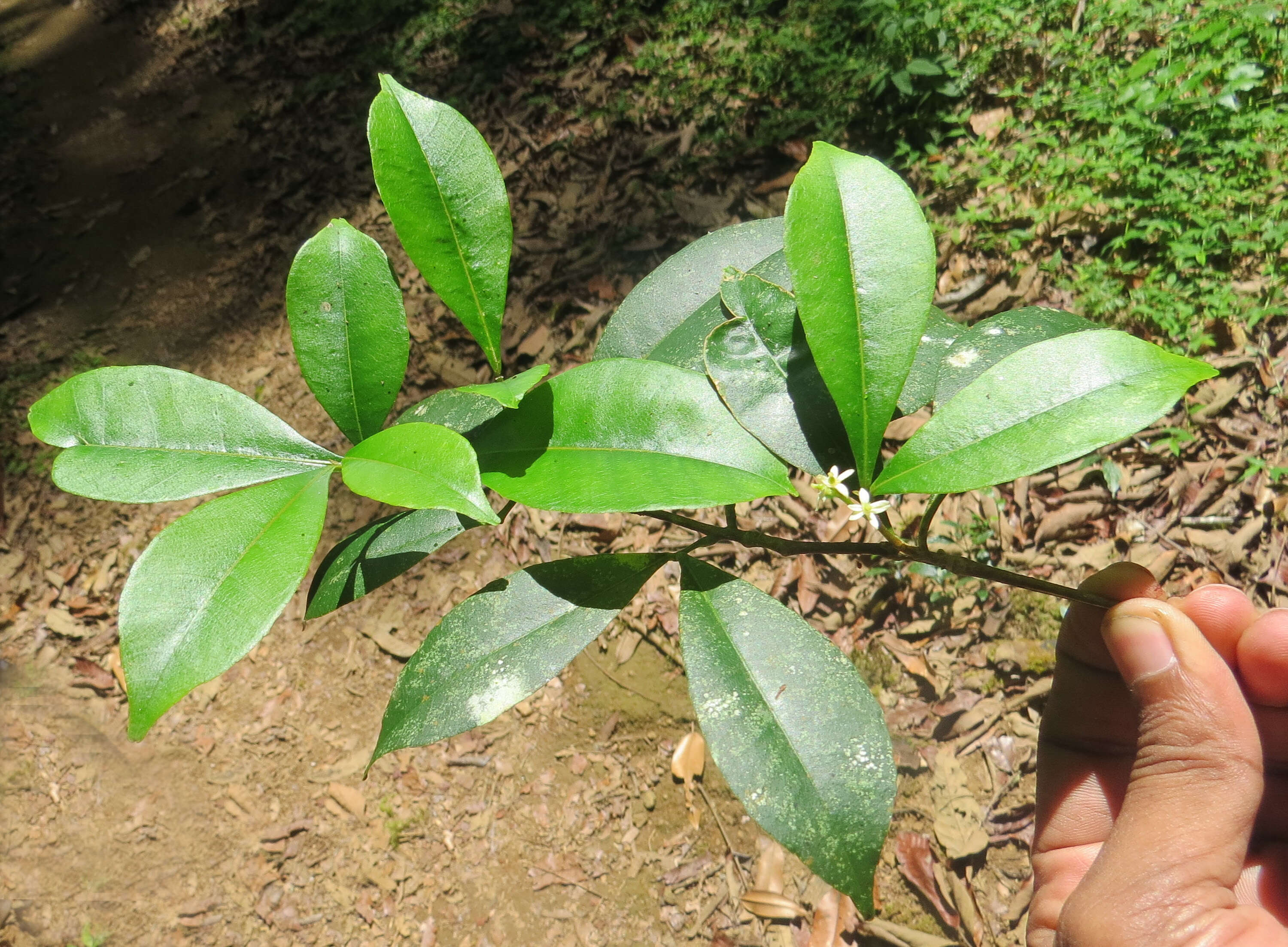 Image of Zanthoxylum ovalifolium Wight