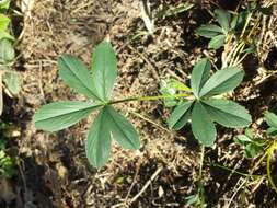 Image of White Cinquefoil