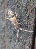 Image of hairy-back girdled springtail