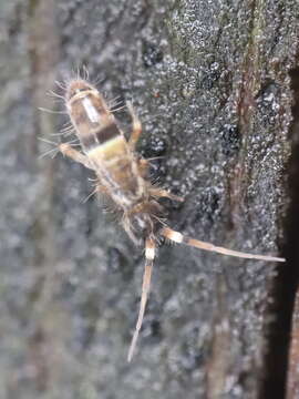 Orchesella cincta (Linnæus & C 1758)的圖片