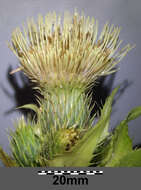 Image of Cabbage Thistle