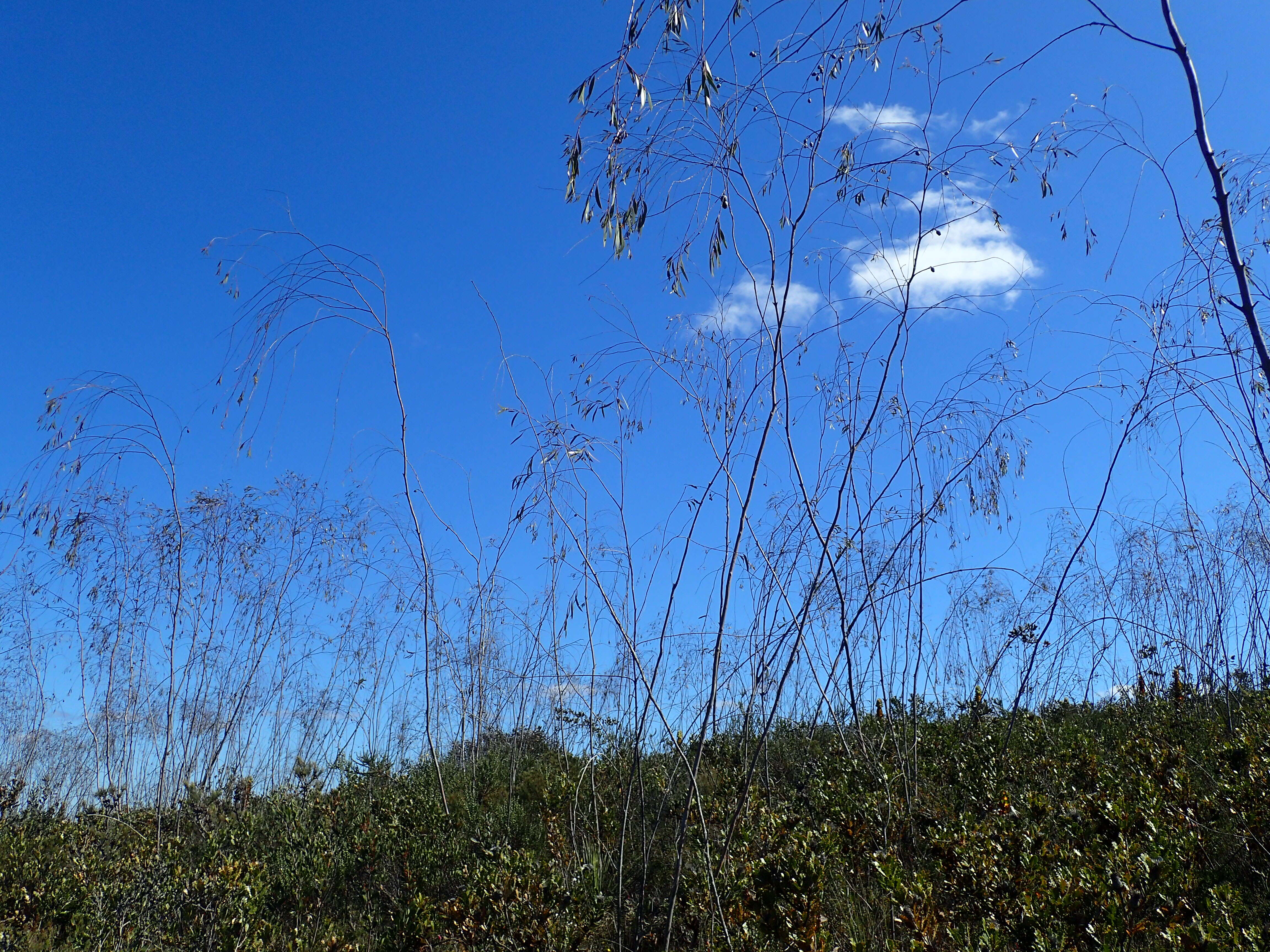 Слика од Eucalyptus sepulcralis F. Müll.