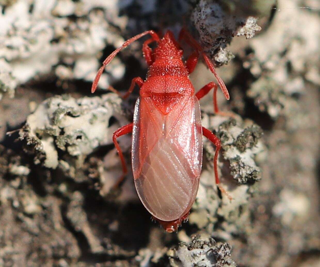 Image de Oxycarenus (Oxycarenus) lavaterae Fabricius & J. C. 1787