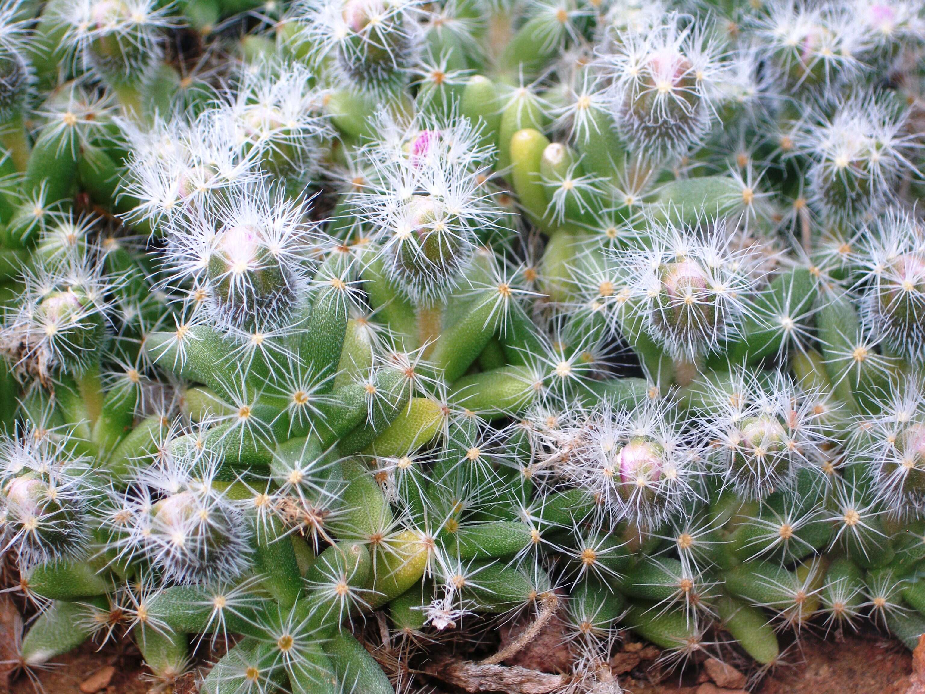 Imagem de Trichodiadema densum (Haw.) Schwant.