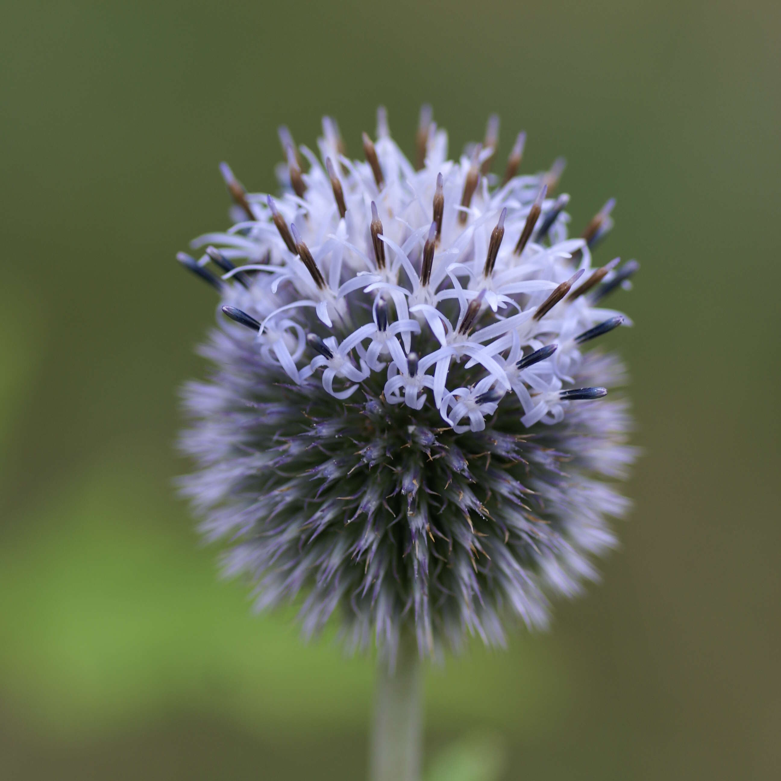 Image of tall globethistle