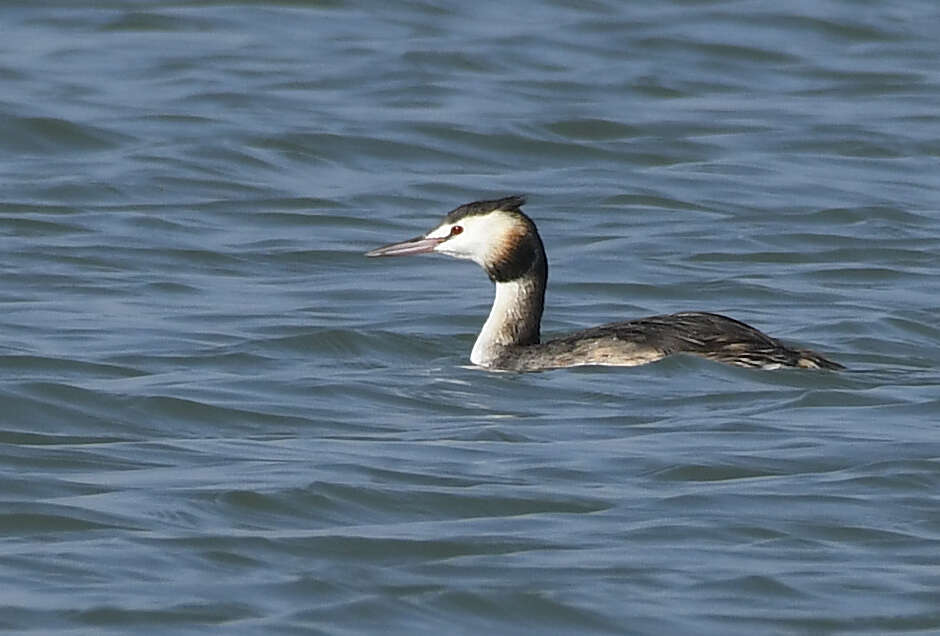 Image of Podiceps Latham 1787