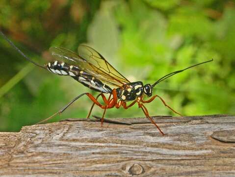 Image of Sabre wasp