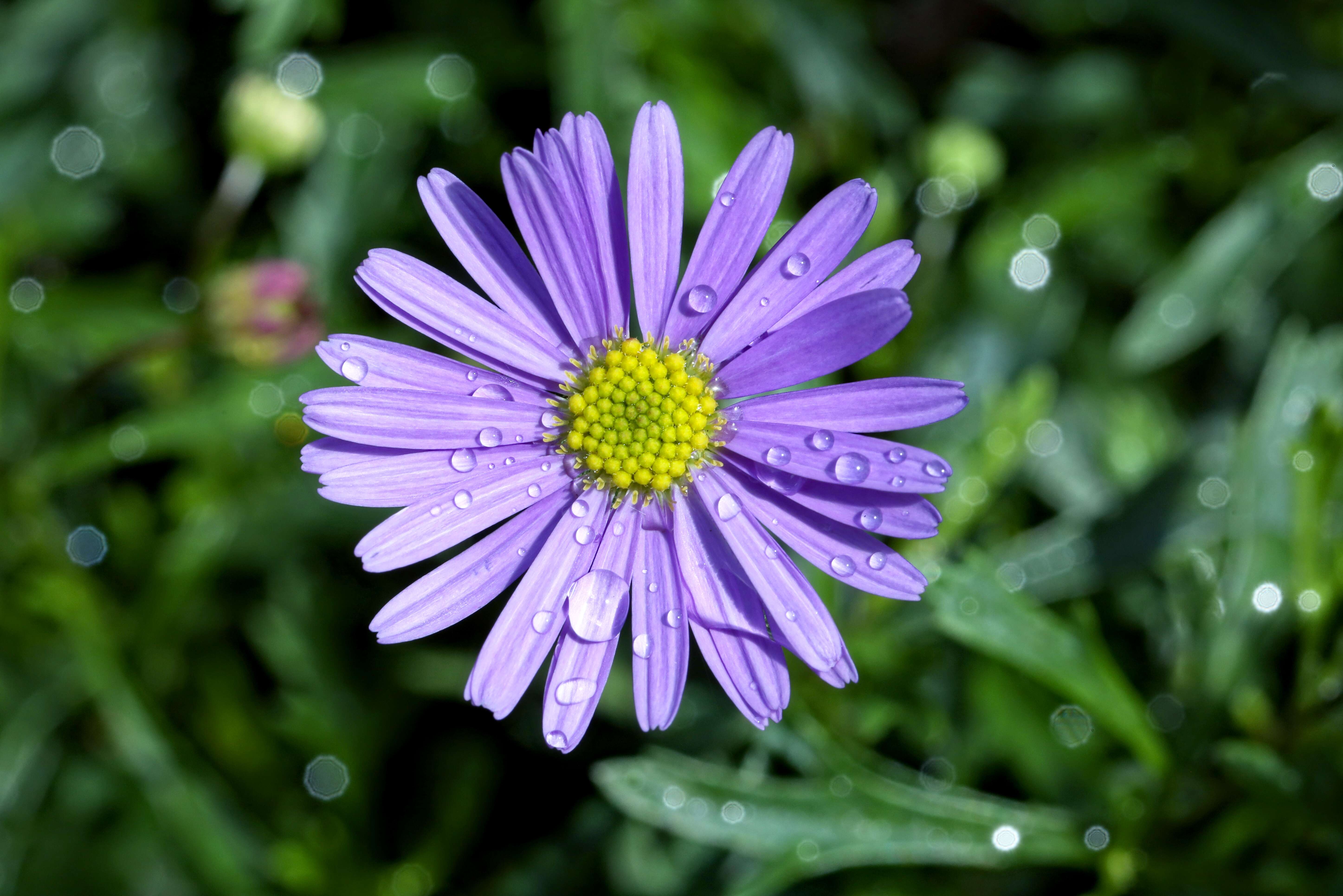 Image of Swan River Daisy