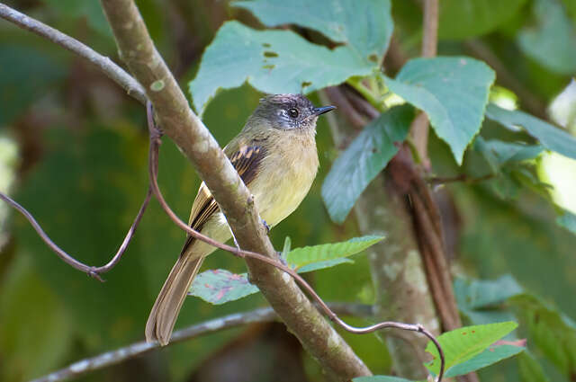 Image of Slaty-capped Flycatcher