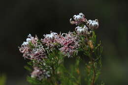 Image of Serruria acrocarpa R. Br.