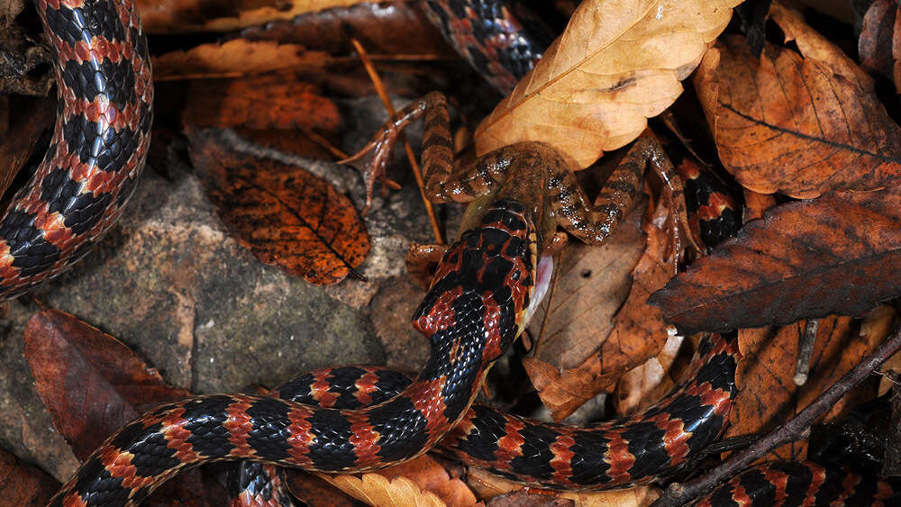 Image de Lycodon rufozonatus Cantor 1842