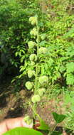 Image of Mallotus rhamnifolius (Willd.) Müll. Arg.