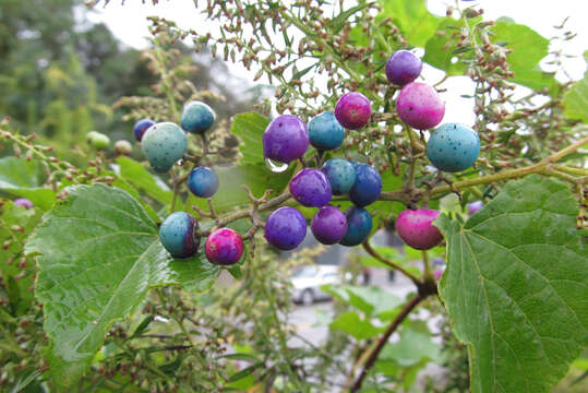 Image of Amur peppervine