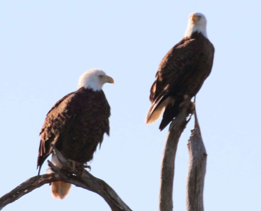 Image of Bald Eagle