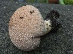 Imagem de Lycoperdon perlatum Pers. 1796