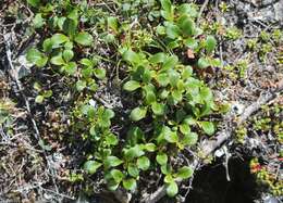 Image of Alpine bearberry