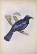 Image of Philippine Fairy-bluebird