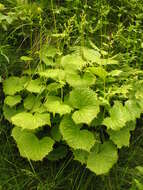 Image of Indian plantain