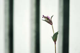 Image of red catchfly