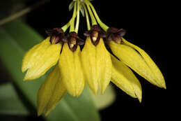 Image of Bulbophyllum retusiusculum Rchb. fil.