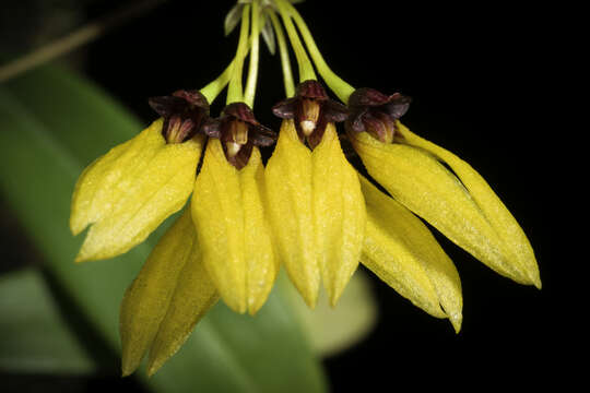 Image of Bulbophyllum retusiusculum Rchb. fil.