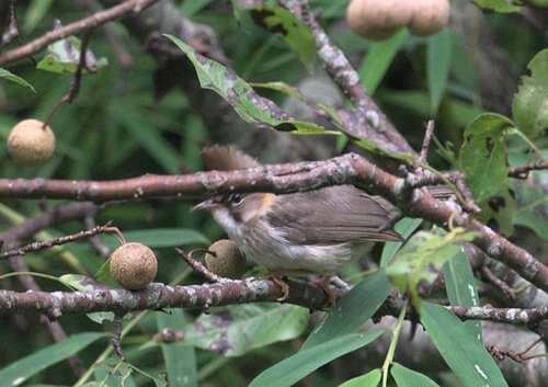 Image of Whiskered Yuhina