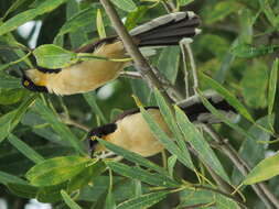 Donacobiidae resmi