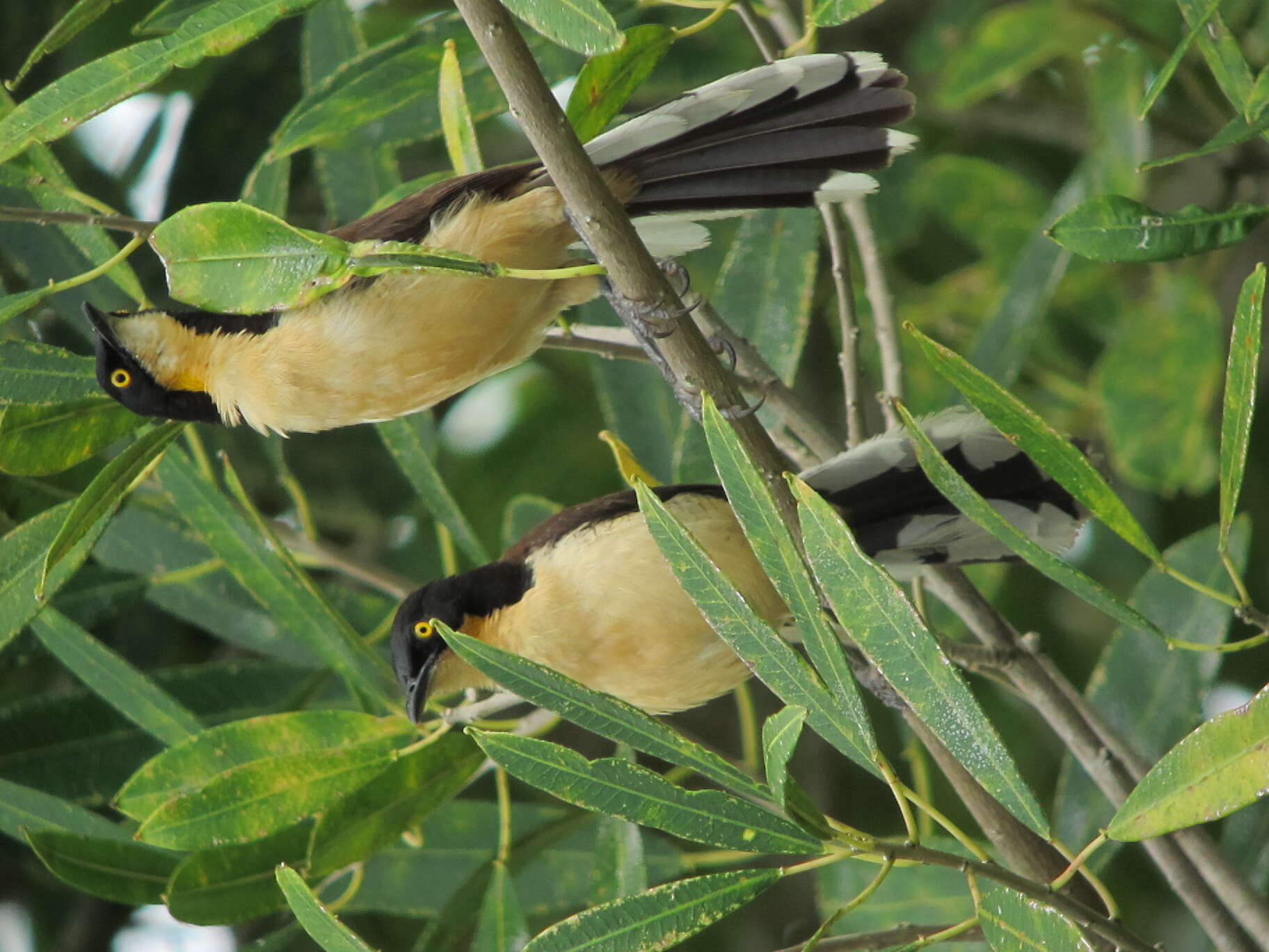 Donacobiidae resmi